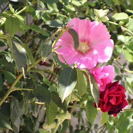 Apartament Beau T3 *** Pour 2 A 4 Pers Avec Patio Privatif *