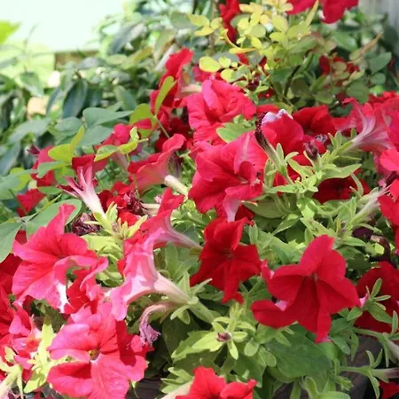 Beau T3 *** Pour 2 A 4 Pers Avec Patio Privatif * La Couarde-sur-Mer